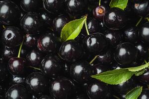 A close up of black cherries with green leaves photo