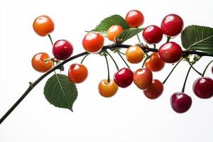 Cherries on a branch photo