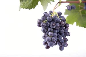 A bunch of grapes on a vine photo