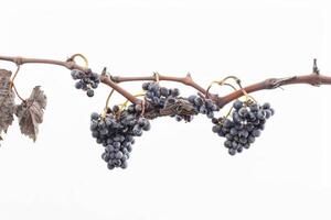 A bunch of grapes hanging on a branch photo