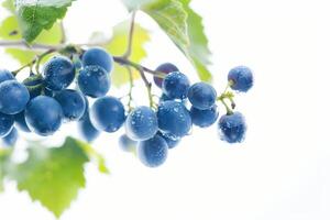 Blue grapes on a branch with water droplets photo