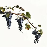 A bunch of grapes hanging from a vine photo