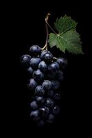 A bunch of grapes on a black background photo