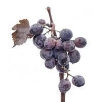 A bunch of grapes on a branch with leaves photo