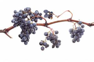 A bunch of black grapes on a branch photo