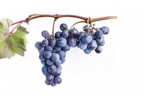 A bunch of grapes on a branch photo