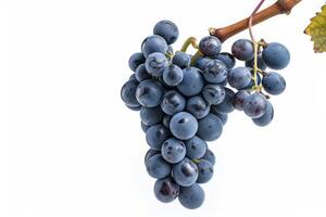 A bunch of grapes on a white background photo