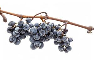 A bunch of grapes on a branch photo