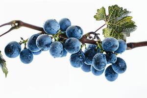 A bunch of blue grapes on a branch photo