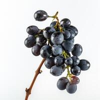 A bunch of black grapes on a white background photo