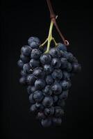 A bunch of grapes hanging on a black background photo