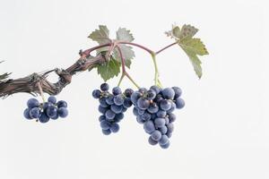 A bunch of grapes hanging from a branch photo