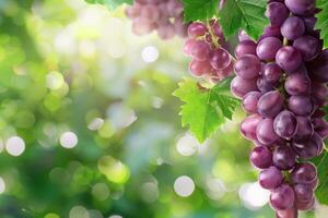Grapes on the vine photo