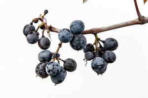 A bunch of grapes on a branch photo