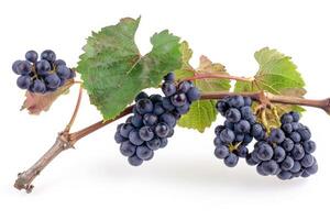 Black grapes on a branch with leaves photo