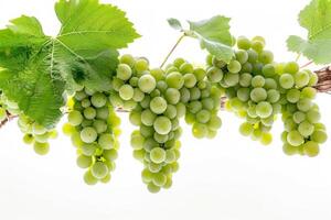 Grapes on a vine photo