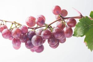 A bunch of grapes on a branch photo