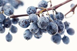 A bunch of blue grapes on a branch photo