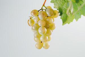 A bunch of grapes hanging from a branch photo