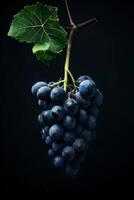 A bunch of grapes hanging from a branch photo