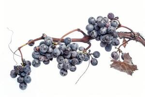 A bunch of grapes on a branch photo