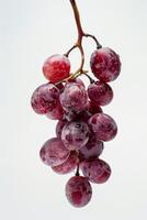 A bunch of grapes hanging from a branch photo