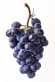 un manojo de uvas en un blanco antecedentes foto