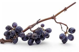 A bunch of grapes on a branch photo
