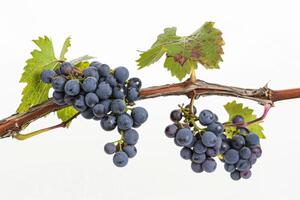 A bunch of grapes on a branch photo