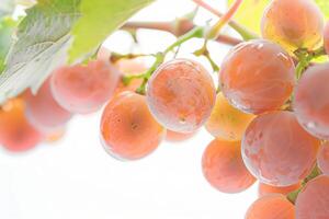 A bunch of grapes hanging on a vine photo