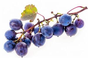 A bunch of blue grapes on a white background photo