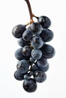 A bunch of grapes on a white background photo