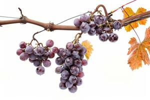 Grapes on a vine with leaves and autumn leaves photo