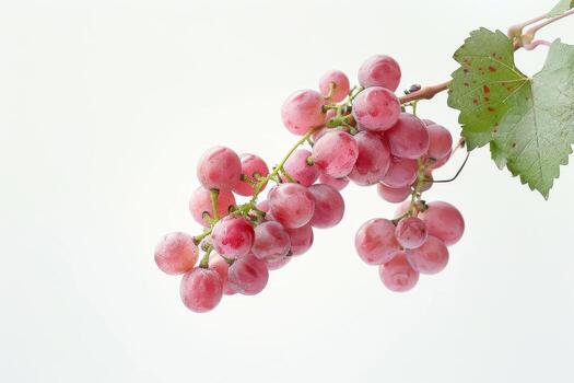 A bunch of grapes on a branch photo