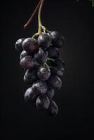 A bunch of grapes hanging from a branch photo