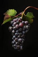 A bunch of grapes on a black background photo