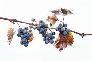 Grapes on a branch with leaves and leaves photo