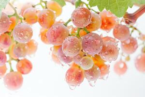 A bunch of grapes hanging on a vine photo