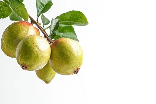 A bunch of fruit on a branch photo
