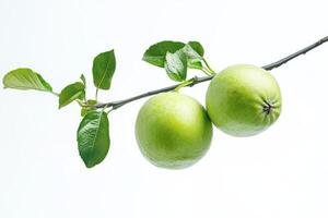 Two green apples on a branch photo