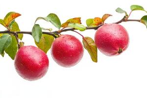 Three red apples on a branch photo