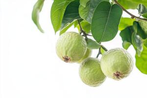 Guava fruit on a tree with leaves and green fruit photo