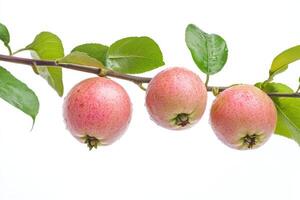 Three ripe apples on a branch with leaves photo