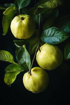 guayaba Fruta en un rama foto