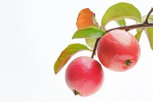 Two red apples on a branch photo
