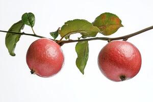 Two red apples on a branch photo