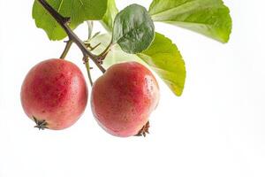 Two red fruits on a branch photo