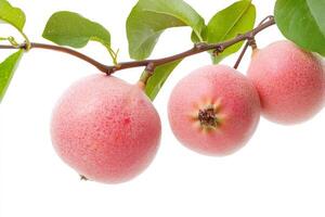 A bunch of pink fruit on a branch photo