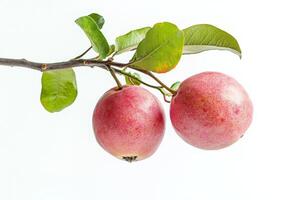 Two ripe fruits on a branch photo