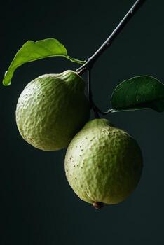 dos maduro guayaba en un rama foto